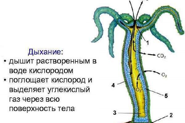 Kraken ссылка tor официальный сайт